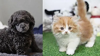 고양이·강아지분양 부산,대구,광주,대전 미유펫애견샵 무료분양및겨울특가이벤트 주목