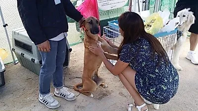 동물보호단체 '동행세상', 유기견 관련 행사 개최