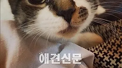고양이가 궁금해? '펫닥터스'에 물어봐!