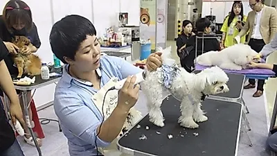 애견미용학원 하츠, 창원컨벤션센터 박람회서 무료애견미용봉사 펼쳐