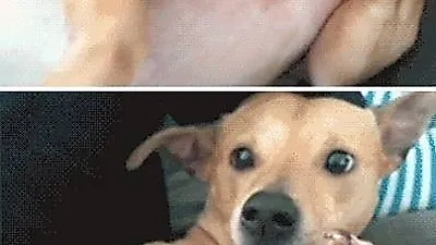 '너무 큰 충격 받은 강아지'...표정이 압권