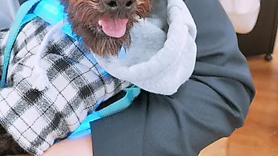 인형같은 외모에 똑똑함까지…말티푸 '꼬미' 사랑으로 키울 새 가족 찾아요