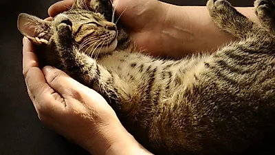 猫を初めて飼う人がよく犯す間違い