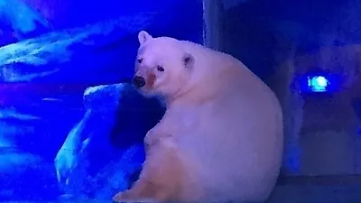전시용으로 쇼핑센터에 살던 북극곰…영국으로 이주 결정