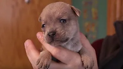 고양이 엄마에게 입양된 새끼 강아지