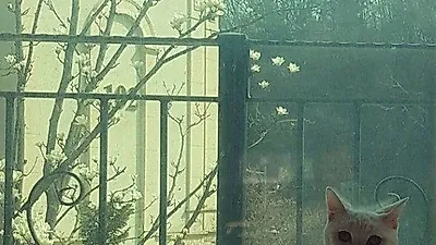 임창정 반려묘 건강이, 사랑스러운 미모 "모델하고 싶다네"