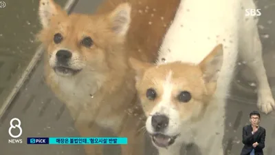 혐오시설로 낙인 된 '반려동물 화장터'…"내 집 앞은 안돼"