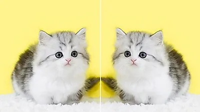 부산, 인천, 대구 고양이분양 업체 '나비캣' 최대 80% 할인 이벤트 진행