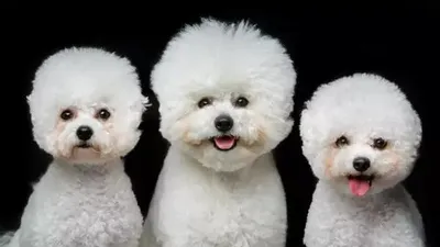 팔고 또 사고…‘반려’는 없고 ‘상품’만 남은 펫샵 유통 실태