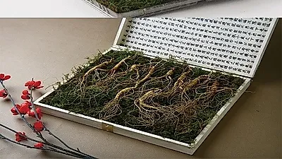 진삼애 산양삼, 우체국쇼핑 입점기념 세일 시작