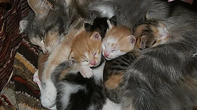 고양이 안락사의 불편한 진실