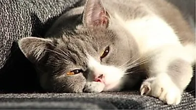 돼냥이가 된 고양이, 다이어트 방법은