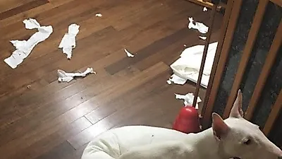 오혁 반려견, 휴지로 난장판 만든 거실
