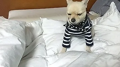 산들 반려견 망고, 범상치 않는 표정 지은 채 '찰칵'