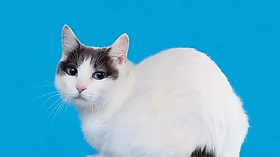 행운을 불러오는 고양이, 일본 가게마다 진열된 '재패니즈밥테일'