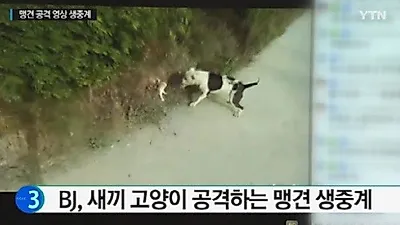 인터넷BJ, 고양이 물어뜯은 맹견모습 생방송 중계