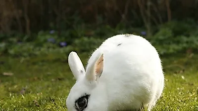 반려토끼, 규칙적인 빗질로 '헤어볼' 예방해야