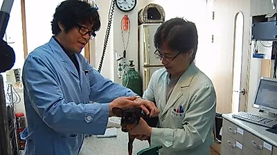 수원시, 봄철 광견병 예방접종 실시