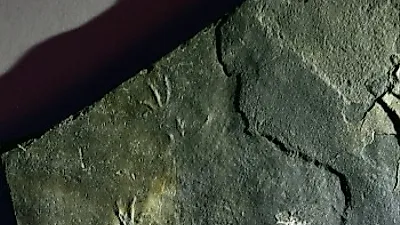 세계최초로 1억년 전 도마뱀 발자국 화석 남해서 발견