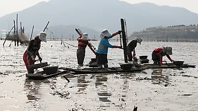 전남 보성 장도 어떻게 가지? 꼭 먹어야 할 것은? 11월 국내여행지 리스트에 `픽`