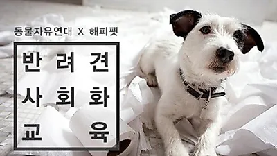 동물자유연대, 반려견 사회화 교육…'의자 앉기 게임' 도입