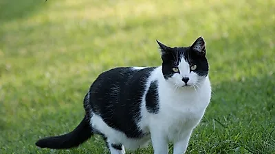 고양이 눈의 신비로움...고양이는 세상을 어떻게 바라볼까?