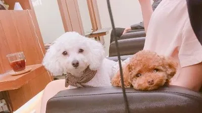 조현영, 애틋한 푸들 눈빛에 "줄 수 있는 게 없어"