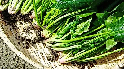 시금치 데치기와 시금치무침·된장국·피자 만드는 법