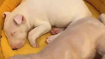 오혁, 강아지 이름 후보군 공개 '오닐,오일,오타쿠...'