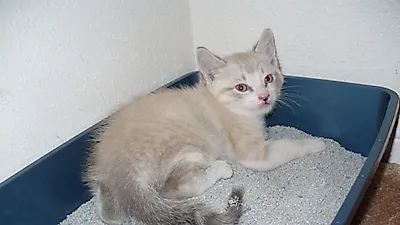 고양이가 고양이 화장실을 사용하도록 하는 방법