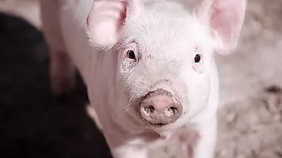 아프리카돼지열병 돼지고기(삼겹살), 사람이 먹으면 감염될까? 아프리카돼지열병 증상·원인은?