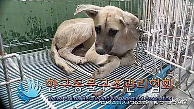 1살 미만 男아 믹스견, '화랑로546 육군사관학교 일대'서 발견