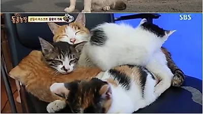 'TV 동물농장' 경찰서 보초 서는 고양이
