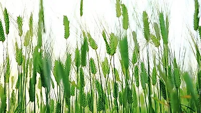 효과적인 다이어트 방법!  새싹보리 효능 및 부작용?  "새싹보리 키우기까지"