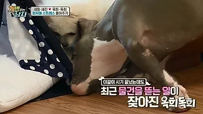 '개밥 주는 남자' 반려견 이갈이 시기 언제일까