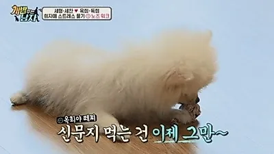 '개밥 주는 남자' 반려견이 종이를 먹었을 때