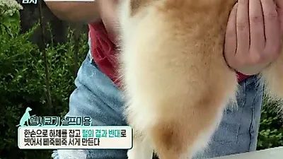 '개 밥 주는 남자', 웰시코기 셀프미용