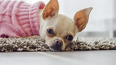 소형견일수록 위험! 자주 나타나는 6대 건강 문제