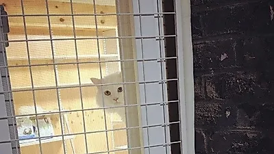 손수현 반려묘, 창문으로 빼꼼 내민 고개