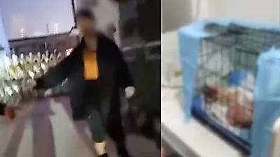 "소시지 훔쳤다"고 임신한 고양이에 '끓는 물' 부어…새끼 4마리 모두 사망