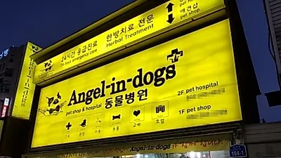 울산 강아지분양 가정견전문 엔젤인독스 20~50% 할인 이벤트 시행