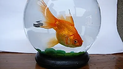 반려 물고기 기르기 전 준비해야 할 것들은