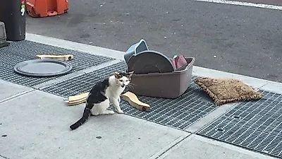 물건과 함께 버려진 고양이