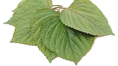 입맛 없을 때 찾게 되는 깻잎 장아찌 만드는법