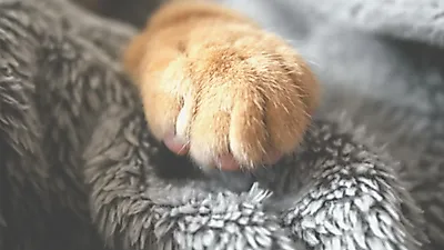 태어나자마자 어미 잃은 새끼 고양이 어떻게 돌볼까?