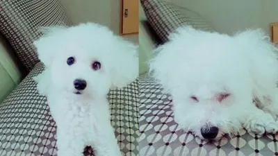 AOA 유나, 사랑스러운 반려견 '쫑이'