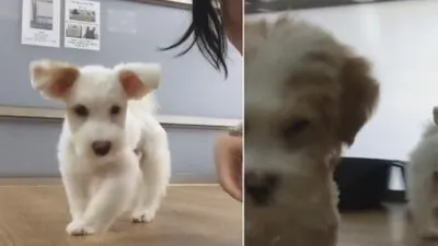 채수빈, 카메라 따라다니는 강아지 아가들 '킁킁'