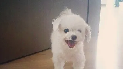 오정연, 반려견에 넘치는 애정 "우리 예쁜 착한이"