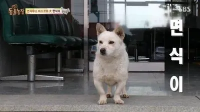 'TV 동물농장' 면사무소 마스코트 면식이의 사연