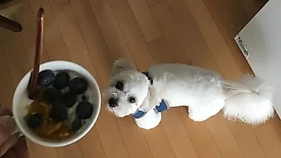 윤계상 반려견, 평화로운 일상 공개 "나가구싶은거요"